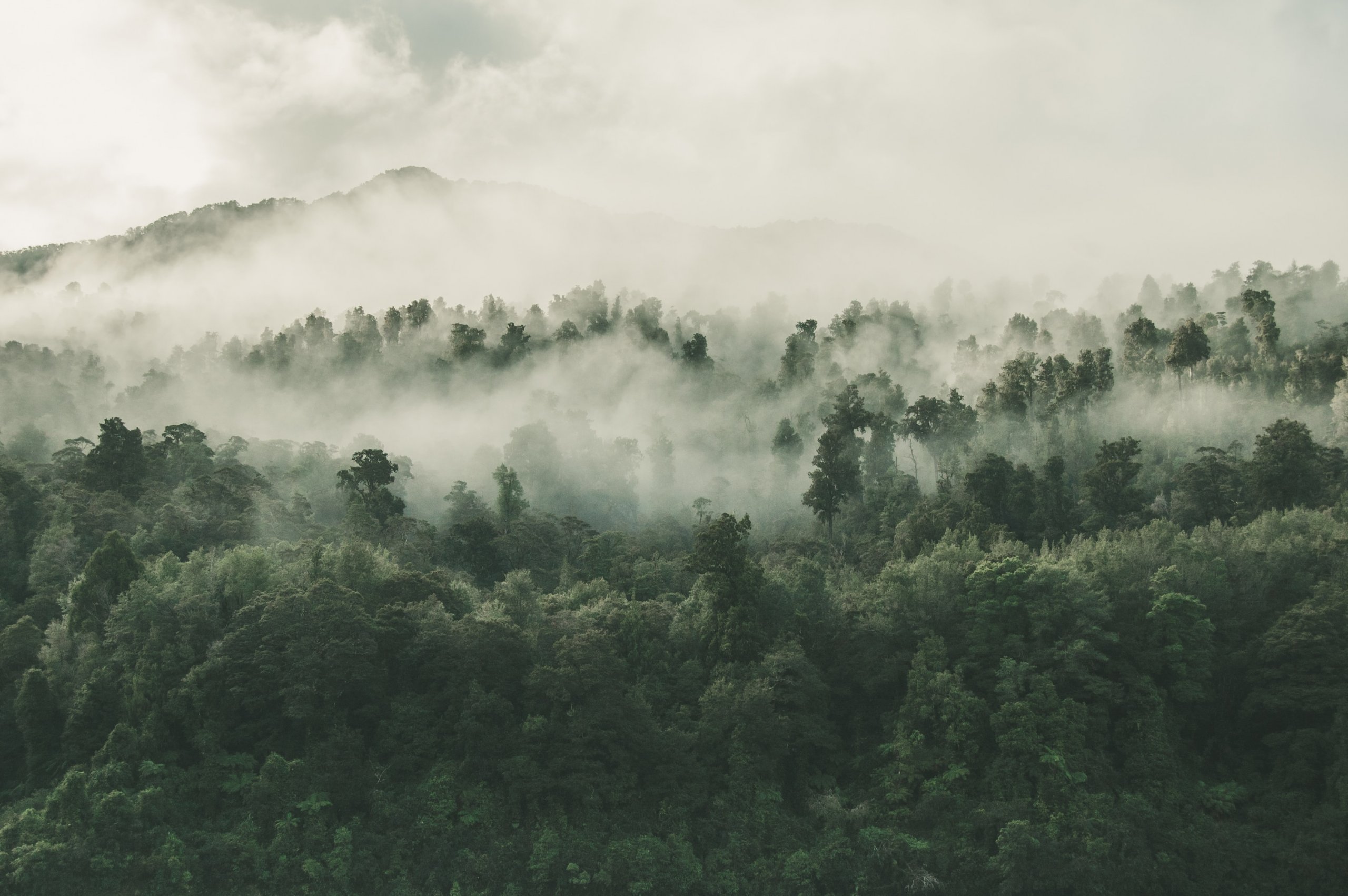 Los Bosques Tropicales Ya No Absorben Di Xido De Carbono Al Ritmo Que