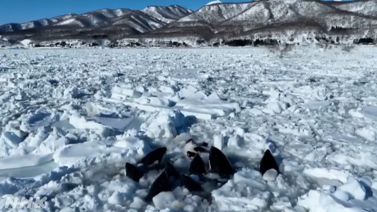 Final De Pel Cula Para Las Orcas Atrapadas Por El Hielo En Jap N