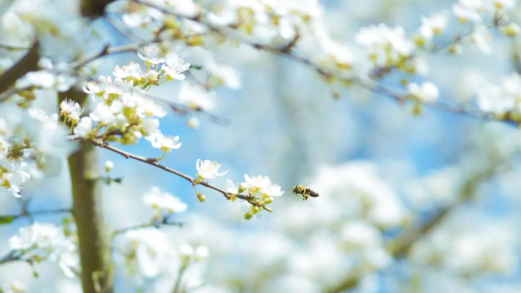 contaminacion y alergias abeja en flor polen