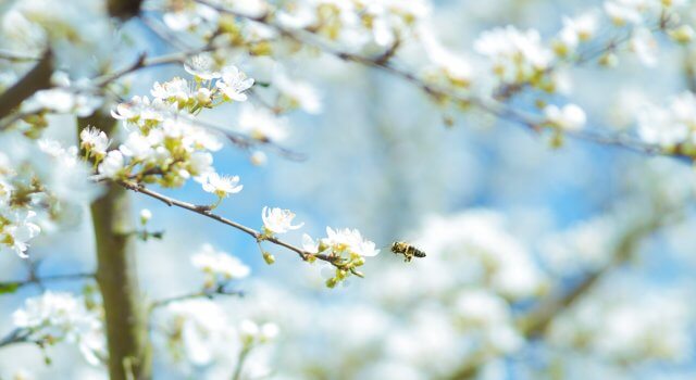 contaminacion y alergias abeja en flor polen