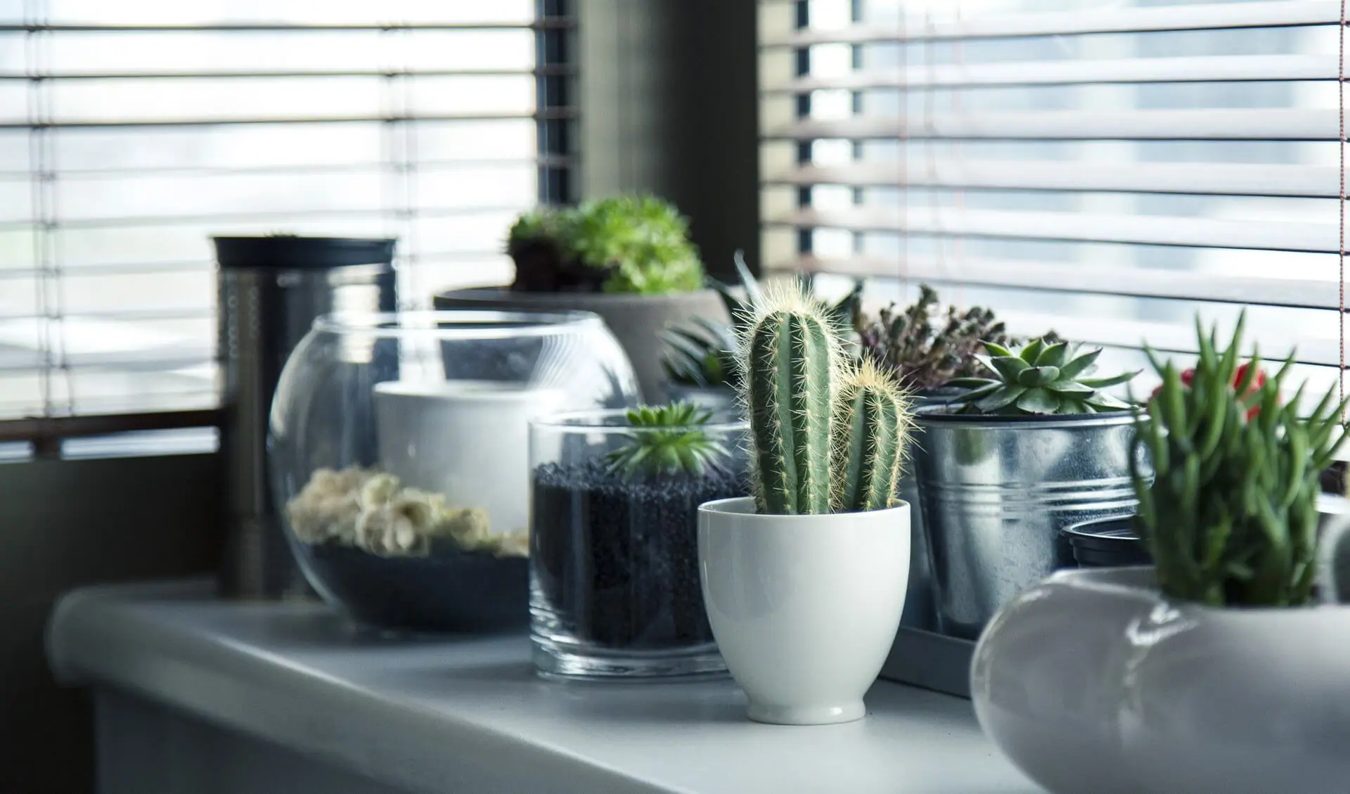 plantas purificar aire hogar