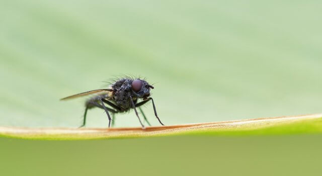 mosca negra