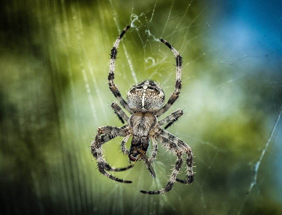 La razón por la que no debes matar las arañas en tu jardín