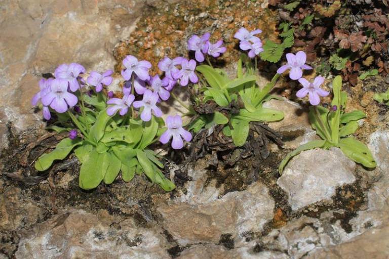 Descubren una nueva planta carnívora en España