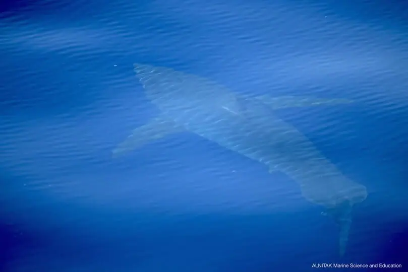 tiburon blanco en españa