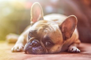 Día del Perro: Golpe de calor en perros ¿qué hacer paso a paso?