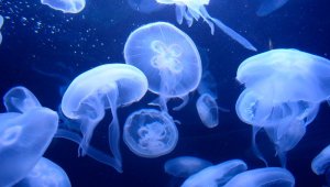 El mar contiene altos índices de esperma de medusa