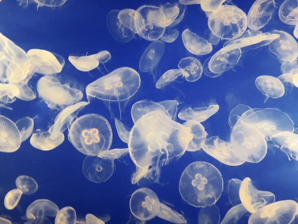 medusas-bandera-amarilla medusas en verano
