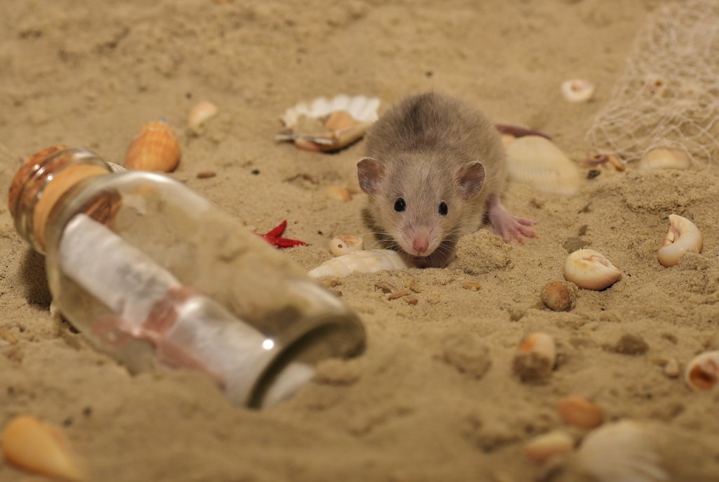 ratas-en-la-playa-barcelona