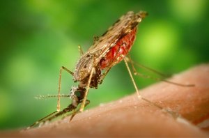 Enfermedades que ya te pueden contagiar los mosquitos sin salir de España