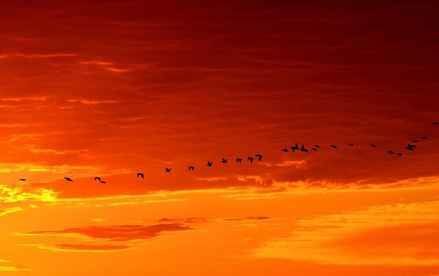 Migración de aves