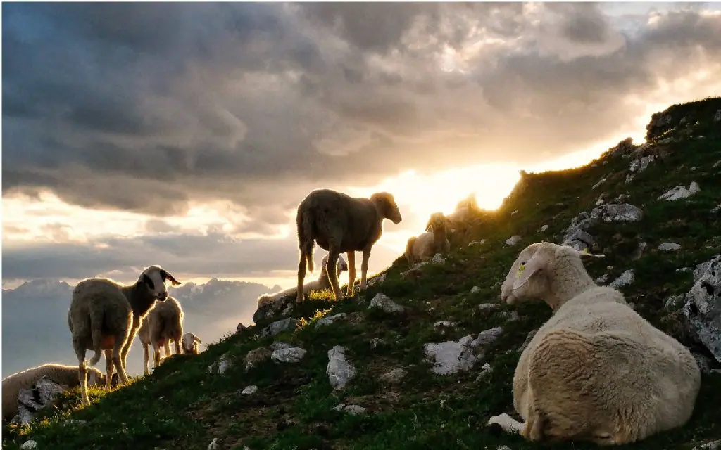 rebaño de ovejas en la casa de campo regenerar el suelo