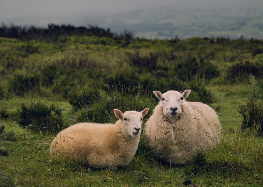dos ovejas en casa de campo regenerar el suelo
