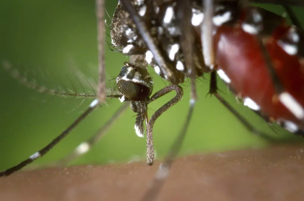 Los mosquitos pueden transmitir Dengue en España
