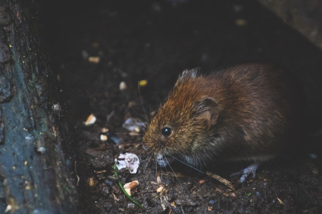 ratas-cambio-climatico