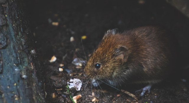 ratas-cambio-climatico