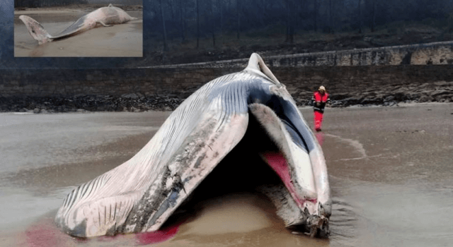 ballena-a-coruña