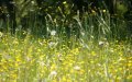 alergia-primavera-sintomas-flores