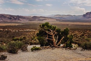 El cambio climático convertirá nuestros desiertos en lugares inhabitables