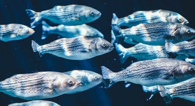 Peces en el mar