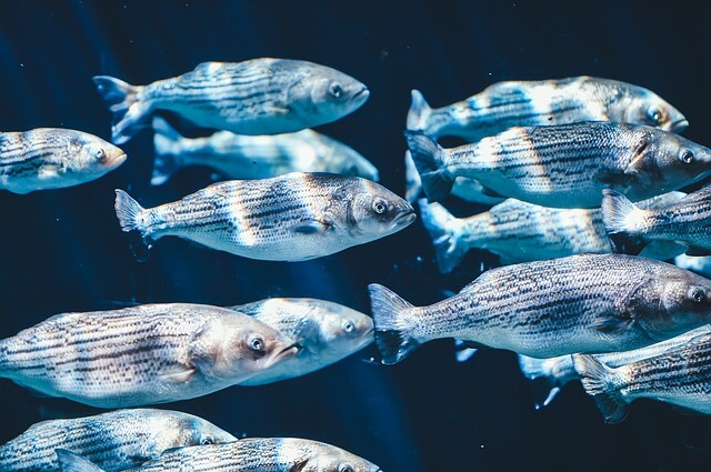 Peces en el mar