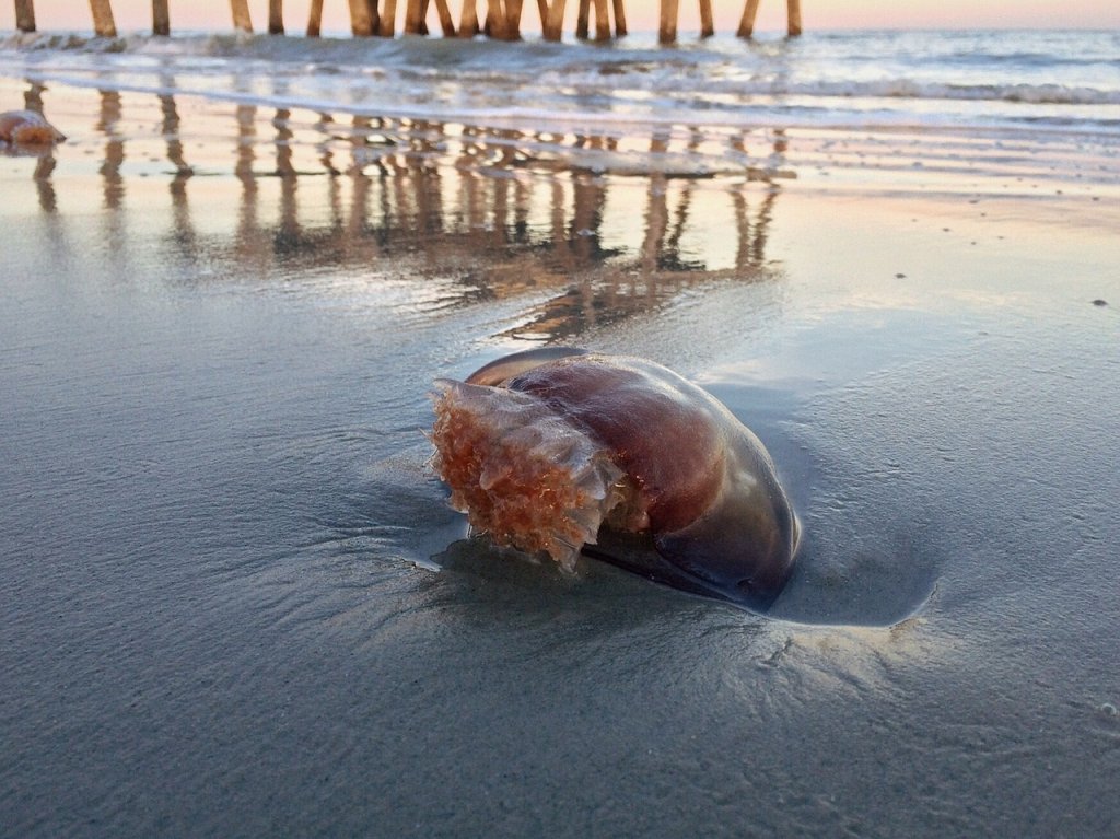 medusa playa litorial