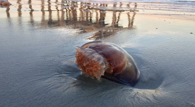 medusa playa litorial