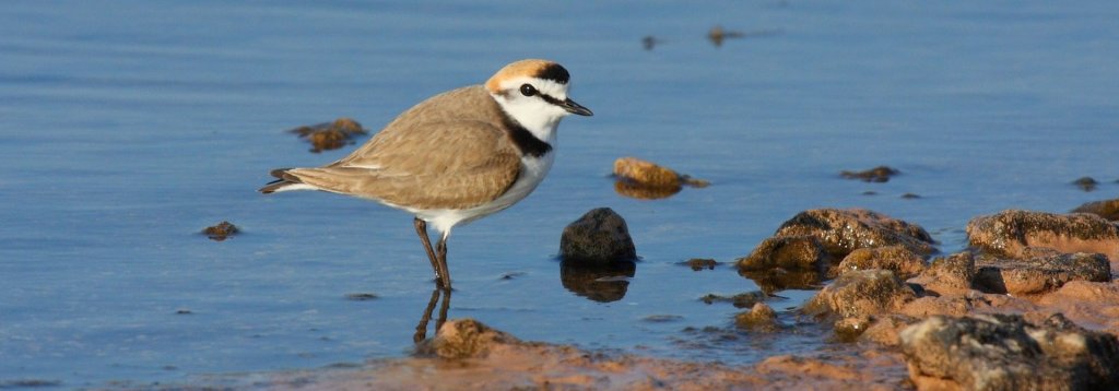 Un Chortilejo Patinegro. Fuente: SEO Birdlife