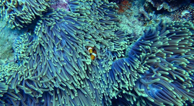 coral pez payaso nemo