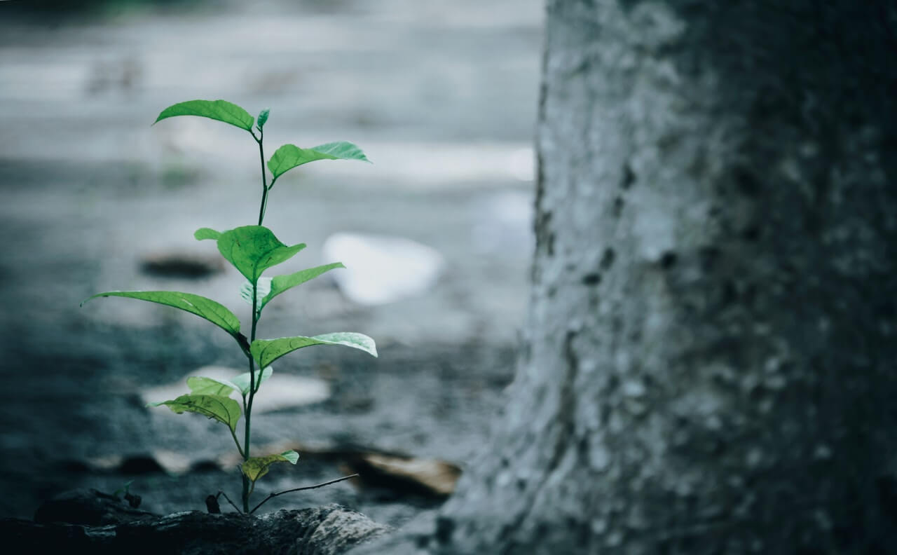 Por qué plantar un árbol puede frenar el cambio climático | Eltiempo.es