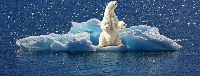 cambio climatico flora y fauna oso polar