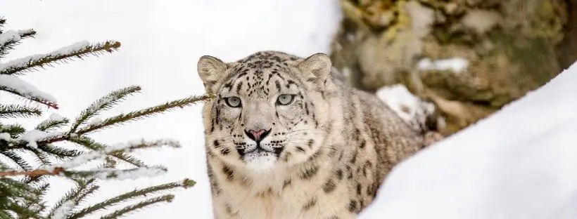 cambio climatico flora y fauna leopardo nieve