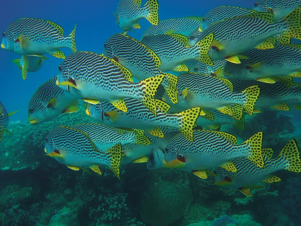 peces de colores snorkel españa