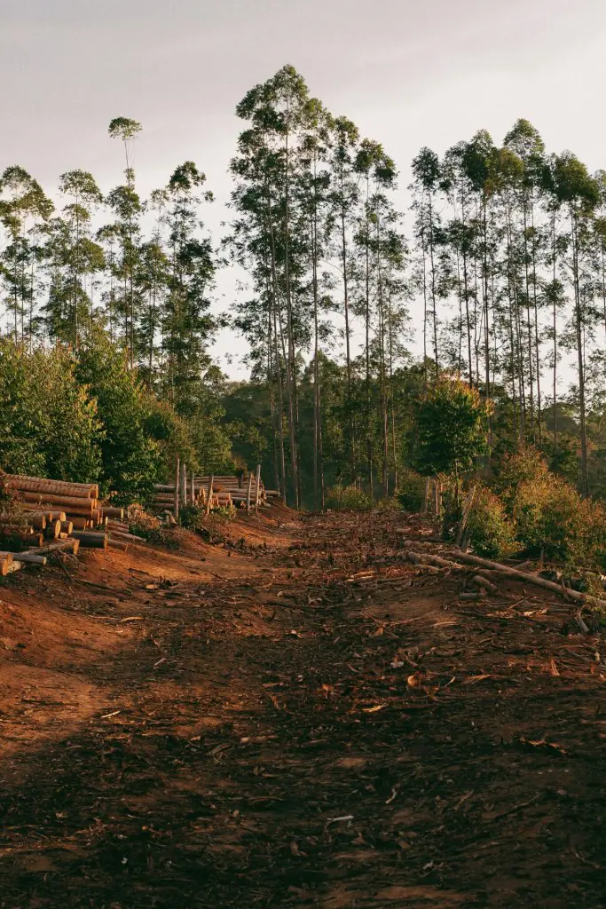 deforestacion arboles cortados