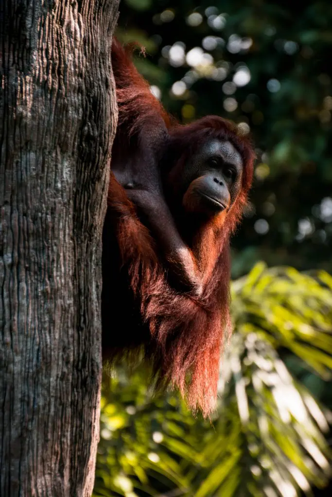 orangutanes jungla riesgo de deforestacion