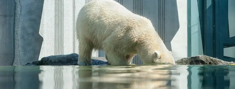 oso polar deshielo artico