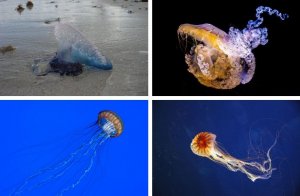 medusas mas peligrosas mediterraneo