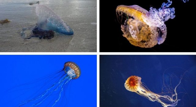 medusas mas peligrosas mediterraneo