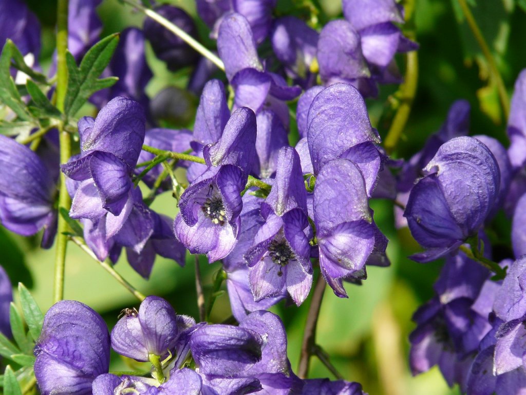 5 plantas venenosas a tener en cuenta este verano en España - El 