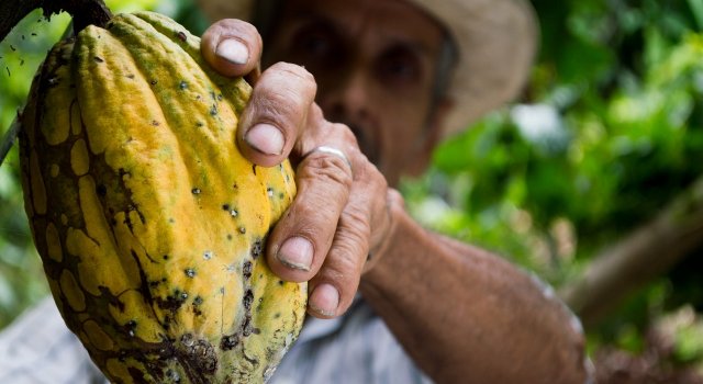 cacao cambio climatico deforestacion