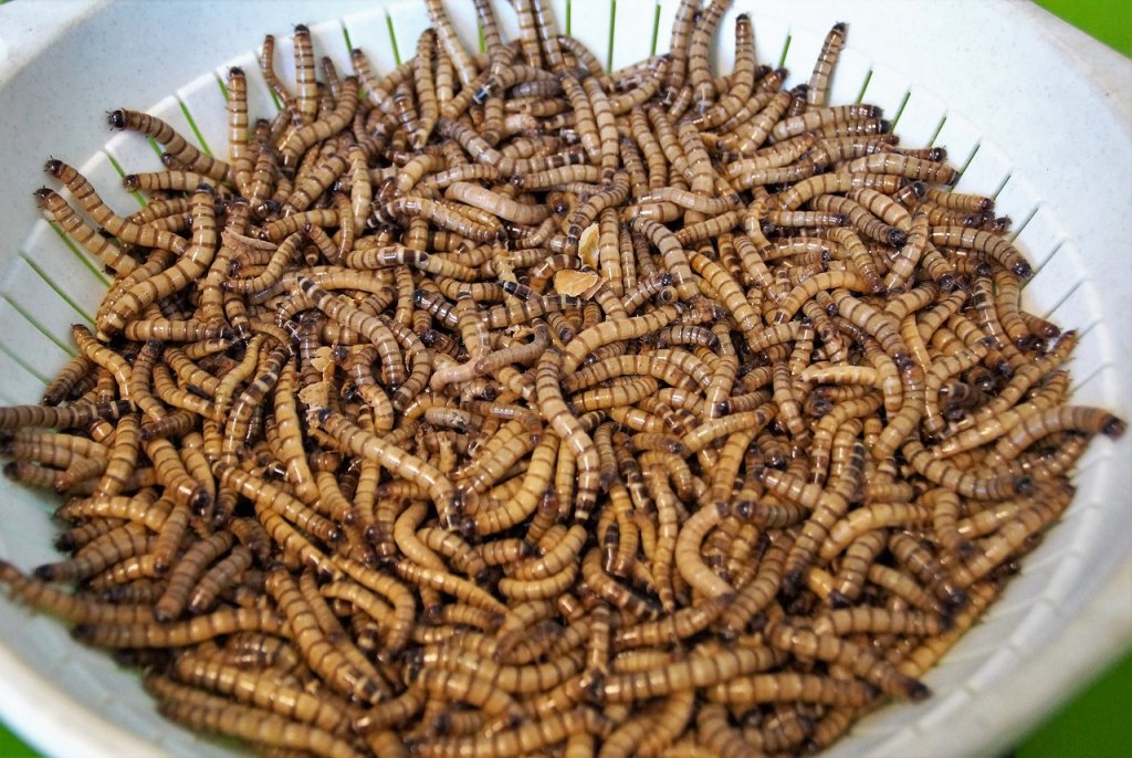gusanos-comen-plastico