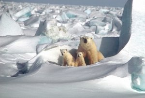 ¿Por qué es crucial proteger la región ártica?
