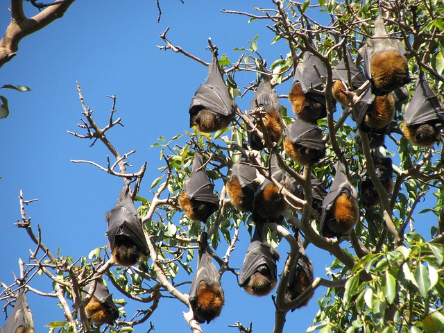 plaga-murcielagos-australia-cambio-climatico
