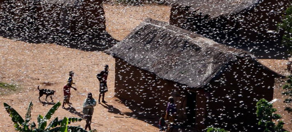 plaga-langostas-africa