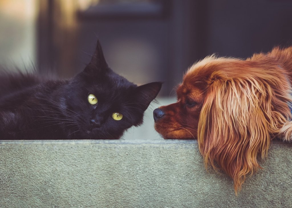 perros-gatos-coronavirus-ciudado