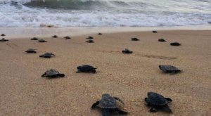 El cierre de playas por el coronavirus permite el nacimiento de cientos de tortugas en extinción