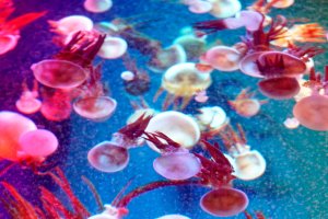 Las medusas conquistan las playas ante la ausencia de bañistas por el coronavirus