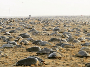 tortugas playas de la india anidacion coronavirus