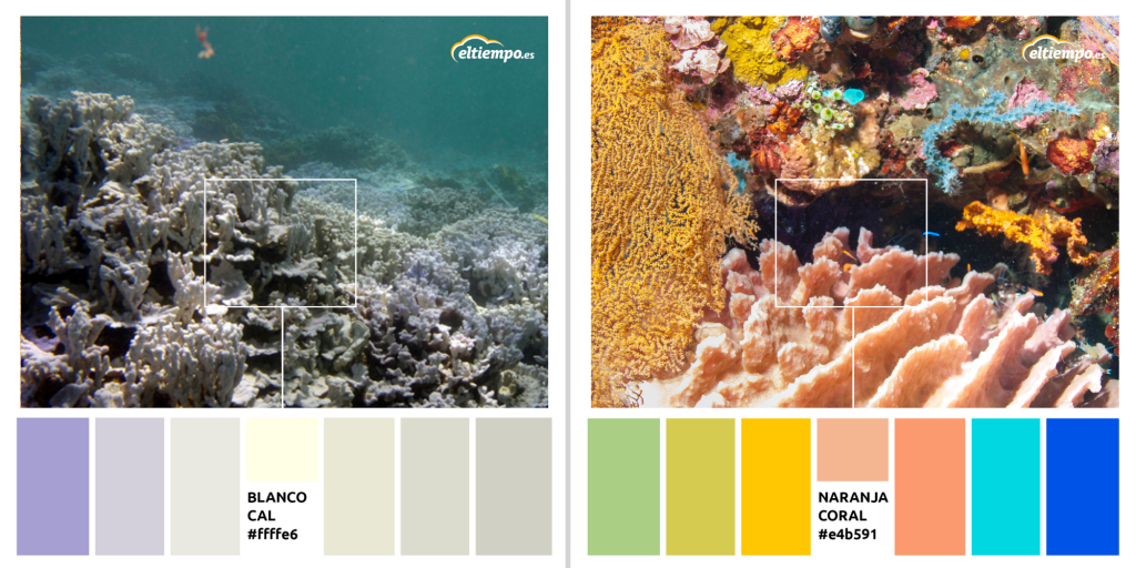 colores del planeta eltiempo.es corales blancos cambio climatico