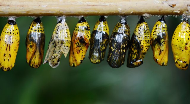 insectos plagas verano 2020